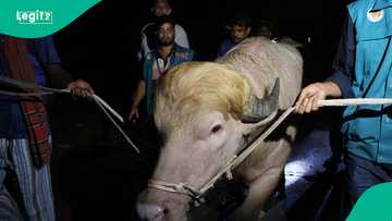 Trump: Rare albino Buffalo in Bangladesh spared from Eid sacrifice after government intervention
