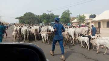 Insecurity: Zamfara suspends movement of cows, other animals across borders