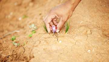 New to South Africa, saffron holds promise