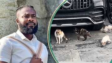 Curious man discovers why Nigerian car dealer kept plenty cats at his shop, video trends online