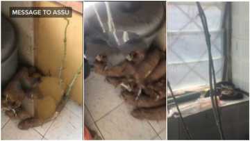 ASUU strike: Young man visits his hostel room, sees his tubers of yam already growing, reacts in video
