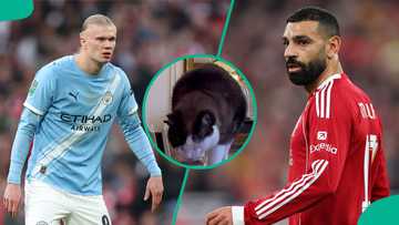 Mysterious cat predicts outcome of Manchester City vs Liverpool FA Cup quarterfinal