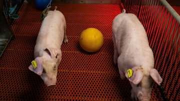 A US farm breeds pigs for human kidney transplants