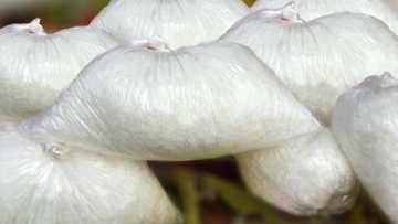 Health risk looms as unbranded monosodium glutamate floods northern markets
