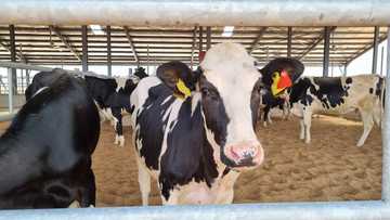 Boost for the Local Dairy Sector as Arla Foods Takes Delivery of 216 Danish Holstein Heifers for the Arla Farm in Kaduna