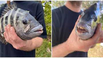 Man catches fish with human-like teeth and weird smile, says it is the strangest fish he has ever caught