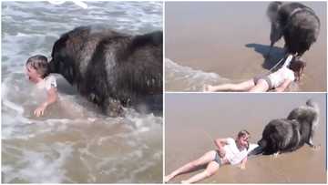 We don't deserve them: Lovely moment dog pulled little girl out of sea, 'rescues' her from drowning
