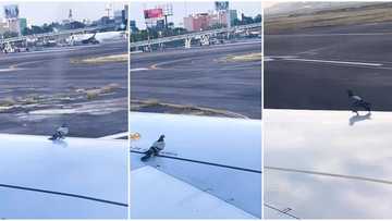 "This is too funny": The moment a bird slid off an airplane like paper, video goes viral