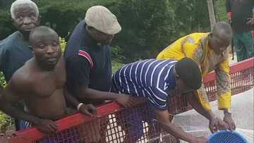 Post Covid-19: Obasanjo flags off fish farming project, warns against food crisis
