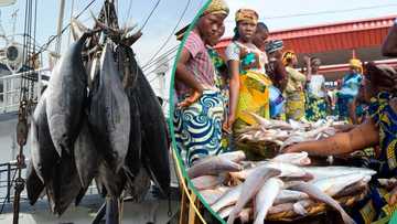 Dangote reveals Nigeria spends $1 billion every year importing fish despite vast water resources