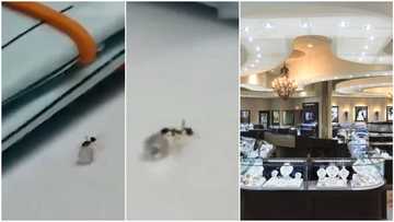Moment ant 'sneaks' into jewellery shop, drags off expensive diamond, attempts to take it away in viral video
