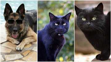 Are these animals really richer than most people? List of 7 richest animals in the world revealed (photos)