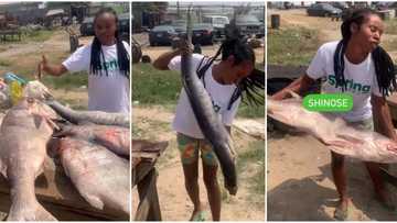 "They cost N1 million each": Fish seller causes stir with large barracuda as she jokingly markets it in video