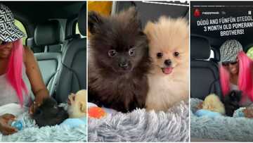 Dye them pink: Reactions as DJ Cuppy shows off her new dogs, Dudu and Funfun Otedola