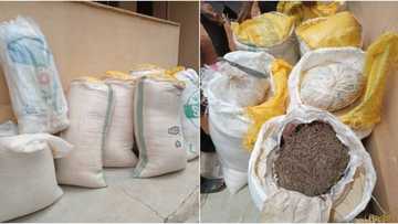 An damke buhuhunan garin Kwaki cike da ganyen 'Wiwi' (Hotuna)