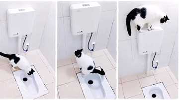 "Brilliant animal": Smart cat defecates inside toilet, flushes poop like humans, TikTok video goes viral