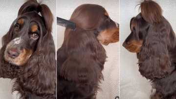 "This dog get hair pass me": Animal with very long hair stuns people, video goes viral