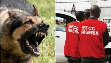 Yadda muggan karnuka sun kaiwa jami'an EFCC hari yayin wata sumame