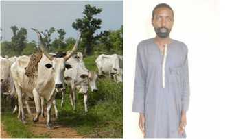 Karshen alewa kasa: Dubun kasurgumin barawon shanu ta cika a jahar Neja