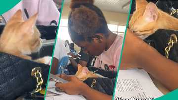 Pretty lady takes her cat to class, carries pet inside bag: "Behaves better than my ex"