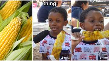 "I can't imagine a more beautiful thing": Cute kid praises corn passionately in street interview in viral clip