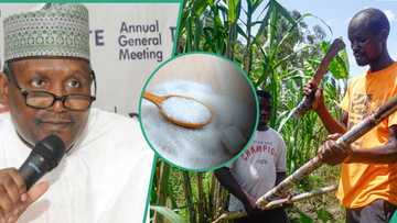 Dangote Sugar targets increased production from local sugarcane amid high cost of sugar