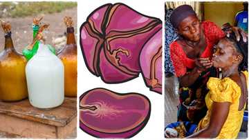 Igba Nkwu: The beautiful Igbo culture of traditional marriage and how it is done