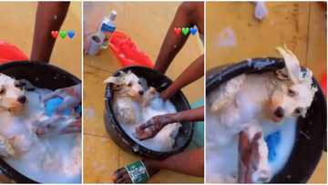It is tired; Nigerians react as dog maintains surprise calm as man bathes it hard in basin in video