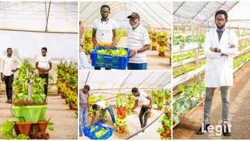 Crops grown in the air are more healthier, Nigerian man who plants crops above ground gives details