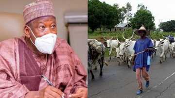 Confusion as northern governor seeks ban on movement of cattle to from north to south