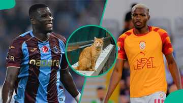 Mysterious cat predicts Trabzonspor vs Galatasaray as Osimhen remains injured