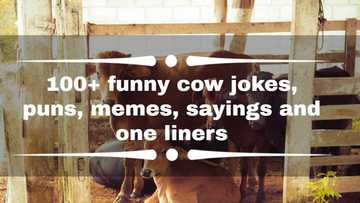 100+ funny cow jokes, puns, memes, sayings and one liners