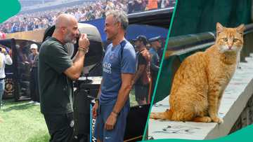 Manchester City vs PSG: Mysterious cat predicts UEFA Champions League match