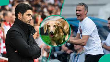 PSG vs Arsenal: Strange dog predicts Champions League semi-final full-time result