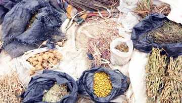Hukumar NAFDAC ta kusa kammala gwajin magungunan gargajiya don magance Korona