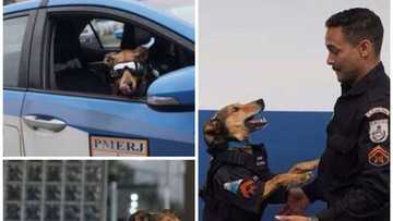 Kofur Oliveira: Kare Jami’in ‘Dan Sanda dake Cakarewa da Gilashi Har da Bindiga