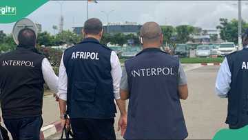 Interpol arrests 11 terror suspects in Nigeria after sweeping African operation