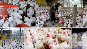 How agriculture became Dapo Abiodun’s tool for economic success in Ogun state