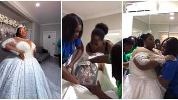 "She isn't comfortable": Drama as 5 people struggle to fit wedding gown on plus-size bride, video emerges