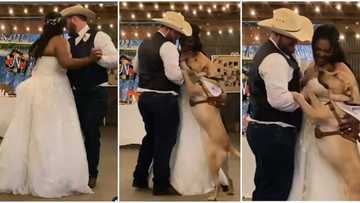 Wise dog joins wedding dance, rejoices with its owners who just got married, video of rare moment goes viral