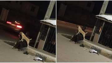 Crazy Loyalty: Nigerian lady runs mad, her dog refuses to abandon her, photos show them together in the street