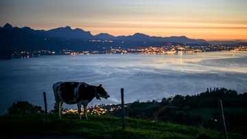 Swiss queasy over chlorinated chicken fears in US tariff deal