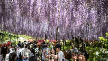 Inflation, hotel prices curtail Japanese 'Golden Week' travels