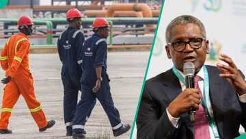 Dangote Group opens fresh job vacancies in cement, foods, and corporate units