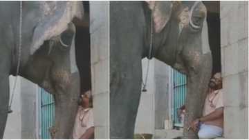 Heartwarming video shows elephant complaining to her trainer about people taking photos of her