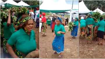 Celebration as female farmers reap bountiful harvest after benefiting from Buhari's fertiliser initiative