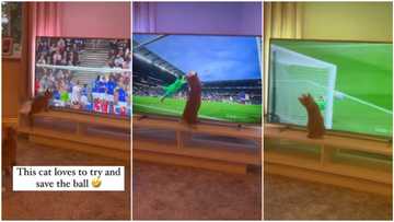 "RIP to the TV": Funny moment cat tries to help goal keeper during football match in video