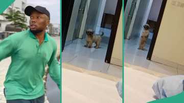 Intelligent dog 'performs' Brain Jotter's Gwo Gwo Gwo Ngwo dance challenge inside living room