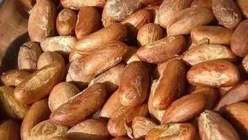 Fa’idojin 7 dake tattare da amfani da namjin goro ga lafiyar jiki