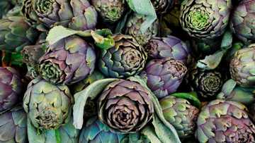 Artichaut: recettes, cuisson, bienfaits, régalez-vous !